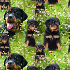Digiprint Rottweiler 150 cm trikookangas