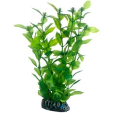 Hobby Hygrophilia 20 cm aquarium decorative plant