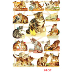 Farnia 23,5 x 16,5 cm kiiltokuva