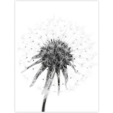Dandelion 30X40 poster