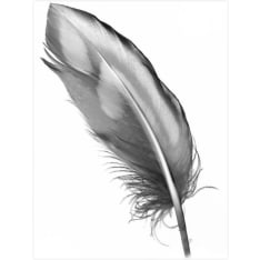 Feather 30X40 poster