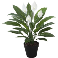 Home4you Spathe tekokasvi
