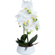Home4you Greenland orchid