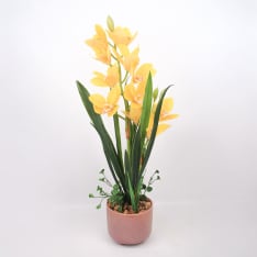 Home4you Orchid GARDEN QUEEN H70cm orkidea