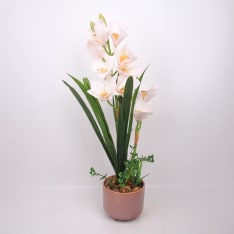 Home4you Orchid GARDEN QUEEN H70cm orchid