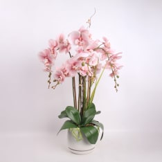 Home4you Orchid Garden Queen H68cm orkidea ruukussa
