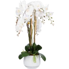 Home4you Orchid Garden Queen H68cm orchid in pot