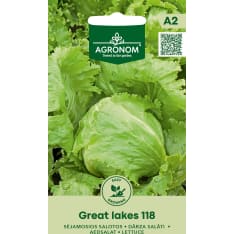 Great Lakes 118 lettuce seed
