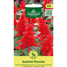 Praktsalvia Scarlet Piccolo seeds