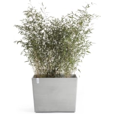 Ecopots Paris pot on wheels