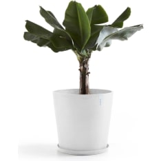 Ecopots Amsterdam pot