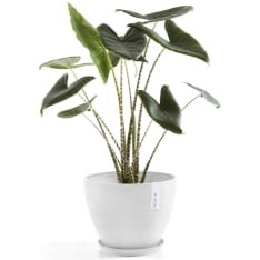Ecopots Antwerp pot