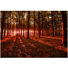Artgeist Autumn Morning itseliimautuva fototapetti