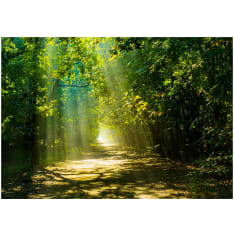 Artgeist Road in Sunlight itseliimautuva fototapetti