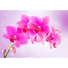 Artgeist Thoughtfulness itseliimautuva fototapetti