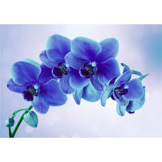 Artgeist Moments Of Solitude itseliimautuva fototapetti