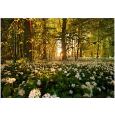 Artgeist Forest flora itseliimautuva fototapetti