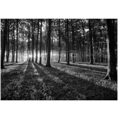Artgeist The Light in the Forest itseliimautuva fototapetti