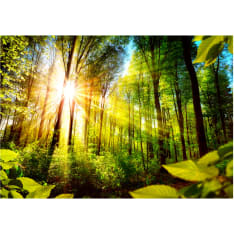 Artgeist Forest Hideout itseliimautuva fototapetti
