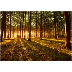 Artgeist Summer: Morning In The Forest itseliimautuva fototapetti