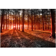 Artgeist Autumn: Morning In The Forest itseliimautuva fototapetti