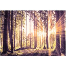 Artgeist Forest Afternoon itseliimautuva fototapetti