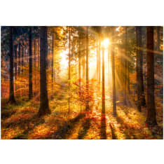 Artgeist Autumn Awakening itseliimautuva fototapetti