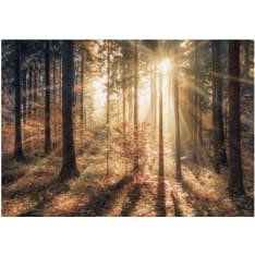 Artgeist Autumnal Forest itseliimautuva fototapetti