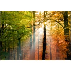 Artgeist Forest Colours itseliimautuva fototapetti