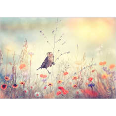 Artgeist Field Bird itseliimautuva fototapetti