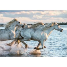 Artgeist Wild Race itseliimautuva fototapetti