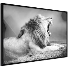 Poster - Yawning Lion
