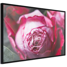 Artgeist Blooming Rose juliste