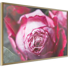 Poster - Blooming Rose