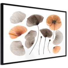 Artgeist Dried Poppies juliste
