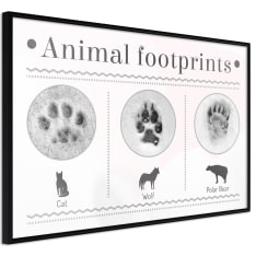 Poster - How to Recognize an Animal