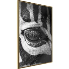 Poster - Zebra Is Watching You