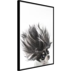 Artgeist Funny Chihuahua juliste