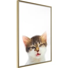 Poster - Funny Kitten