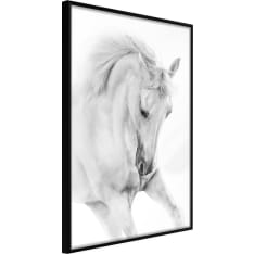 Poster - Beauty in Motion