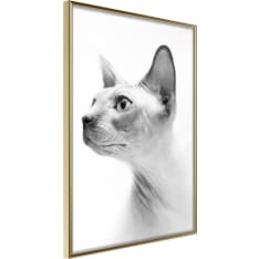 Poster - Sphinx