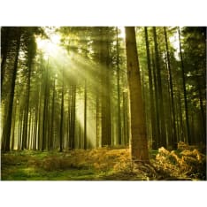 Artgeist Mäntymetsä fototapetti