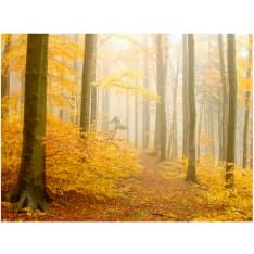 Artgeist metsätalouden - efterår fototapetti