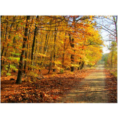 Artgeist Beech forest fototapetti