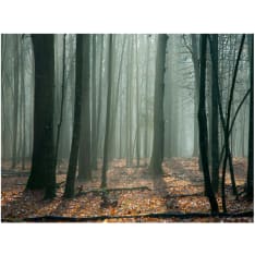 Artgeist Witches' forest fototapetti