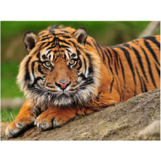 Wallpaper - Sumatran tiger