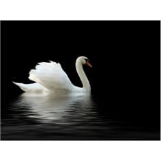 Artgeist swan (black and white) fototapetti