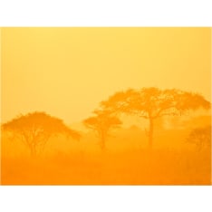 Artgeist Orange savanna fototapetti