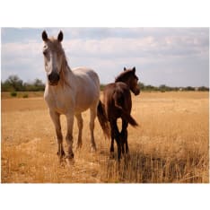 Artgeist Horse and foal fototapetti