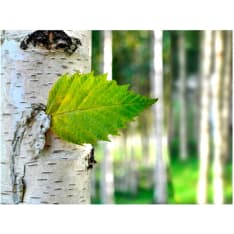 Artgeist Koivunlehti fototapetti